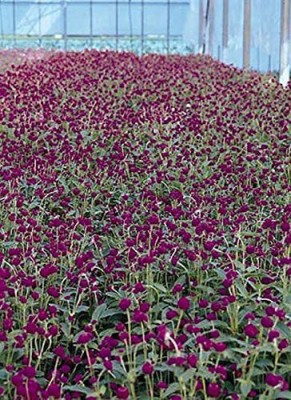 KANAYA Gomphrena Choice Mix Flower Seed(25 per packet)