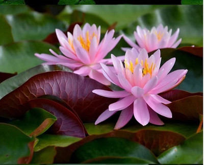 CYBEXIS LX-81 - Dwarf Aquatic Water Lily - (30 Seeds) Seed(30 per packet)