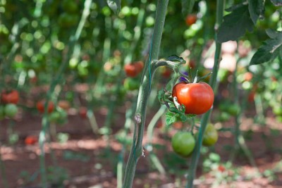 VENUS ONLINE tomato Seed(135 per packet)