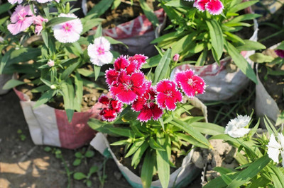 Lorvox Sweet William Flower Seed(80 per packet)