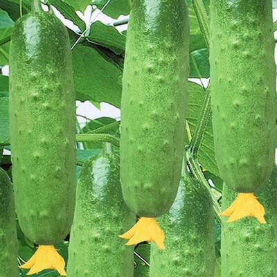 Cloud Farm Cucumber Seed(200 per packet)