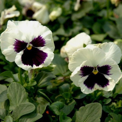 Quentova White Pansy Large Flowered-CTU-7P Seed(75 per packet)