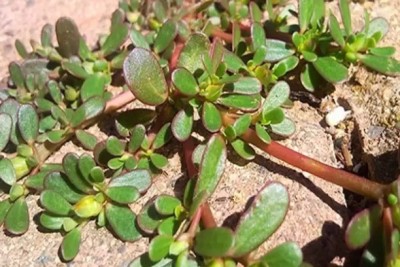 MAA Purslane, Kulfa Seed(260 per packet)