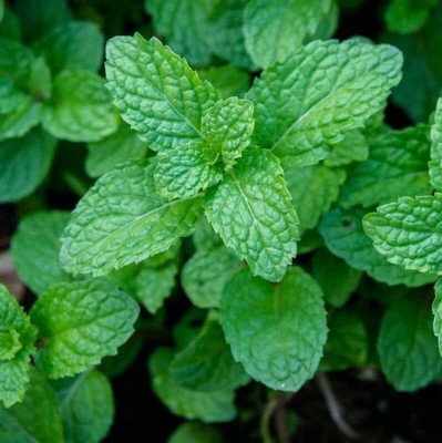 TRICONE Mint Seeds Pudina Herb Seeds Mint Herb Seeds Peppermint 20 Seeds VC22 Seed(20 per packet)