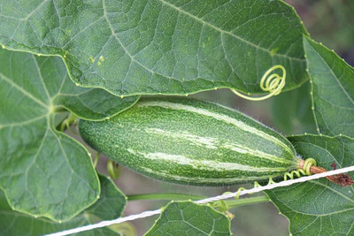 Arshiayat Bangladeshi Hybrid Pointedgourd-Parwal-Potol-Kambupudalai Seed(38 per packet)