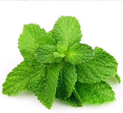 CYBEXIS Hybrid Spearmint Seeds Easy to Plant700 Seeds Seed(700 per packet)