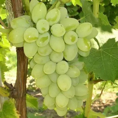 Chalisa Grapes, Green Grapes Seed(82 per packet)