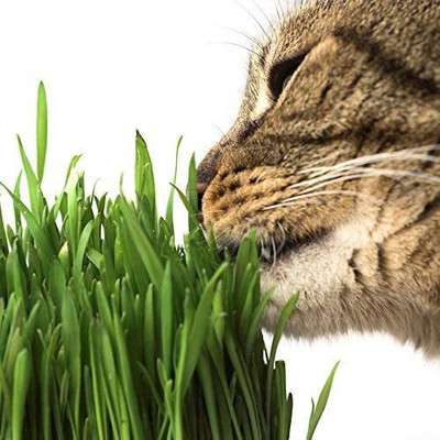 CYBEXIS TLX-75 - Premium Hard Red Winter Wheat - (7500 Seeds) Seed(7500 per packet)