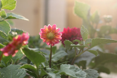 Seedsqlty Dahlia seeds all colours hybrid, high germination (10 seeds) Seed(10 per packet)