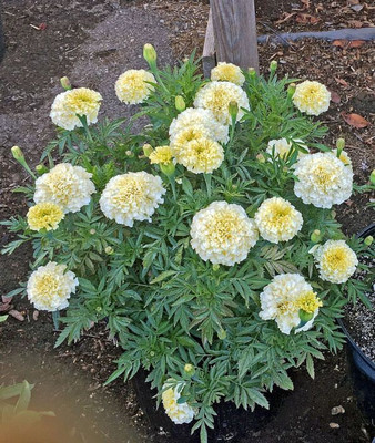 usdeepar retail white meri gold Seed(50 per packet)