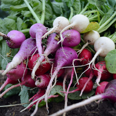 WILLVINE GBPUT-659 Easter Egg Radish Seeds Seed(500 per packet)
