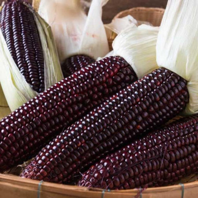 WILLVINE VMR -XI Purple Waxy Glutinous Corn Seeds-[250g] Seed(1000 per packet)