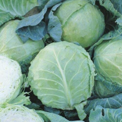 CYBEXIS Rare Cabbage - Holland Late Winter Seeds1000 Seeds Seed(1000 per packet)