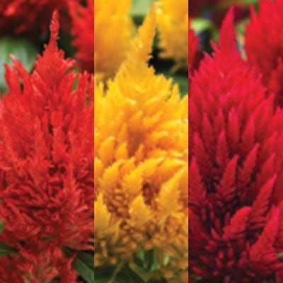 BSARKAR Hybrid multicolor celosia flowers seed Seed(50 per packet)