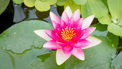 YIUGANTAR lotus,kamal gatta Seed(15 per packet)