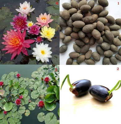 ibains Lotus seeds combo Seed(57 per packet)