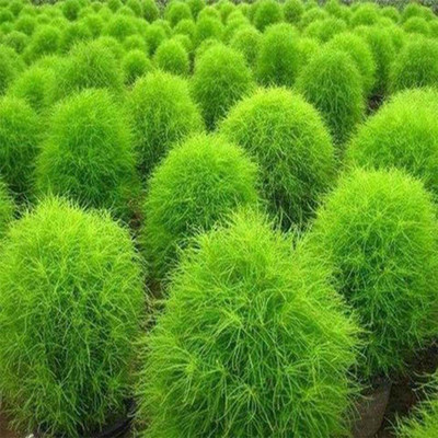 Epazo Kochia Seed(10 per packet)
