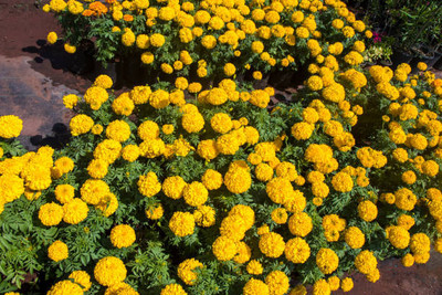 MOREX marigold/gende ka phool flower seeds Seed(75 per packet)