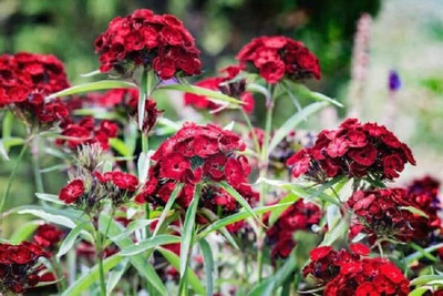 Epazo Sweet William Flower Seed(40 per packet)