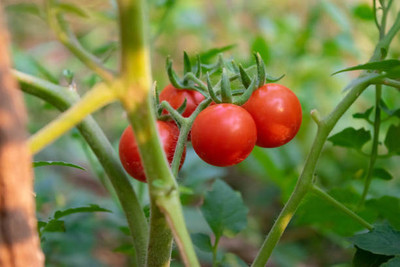 Click to buy tomato Seed(75 per packet)