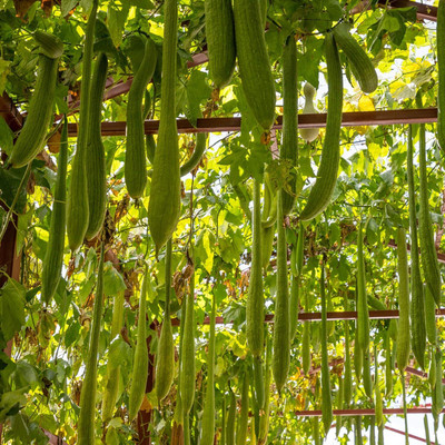 Qualtivate PUA-6A Long Smooth Sponge Gourd Seed(50 per packet)