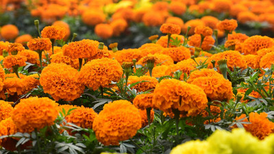 BSARKAR monsoon gendha phool marigold ,gada,geda flowers multi colour Seed(50 per packet)