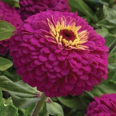 BDSresolve New zinnia seeds/zinnia seeds 12 Seed(17 per packet)