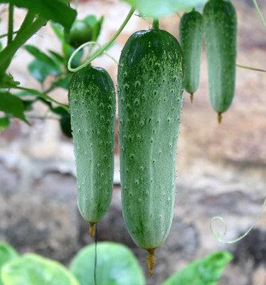 DEYS AGRO ™ High Yield hybrid cucumber Seed(34 per packet)