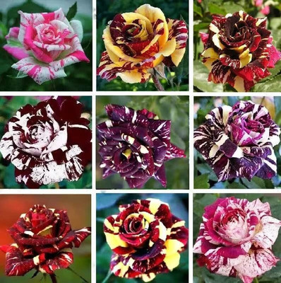 CRGO ROSE , GULAAB Seed(100 per packet)