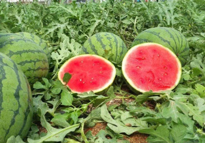 Cloud Farm F1 Hybrid Watermelon Seeds for farming Seed(50 per packet)
