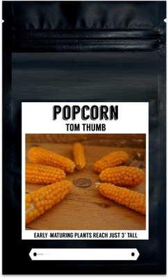 VibeX ® VMR-591 Tom Thumb Corn Seeds Seed(500 per packet)