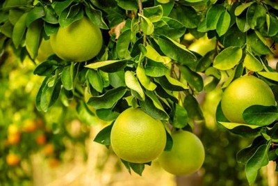 LPR NIMBU,LEMON Seed(20 per packet)