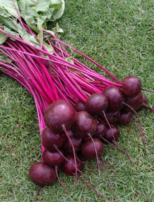 Quentova Dark Red Beet Seeds | Ruby Red-DXL Seed(250 per packet)