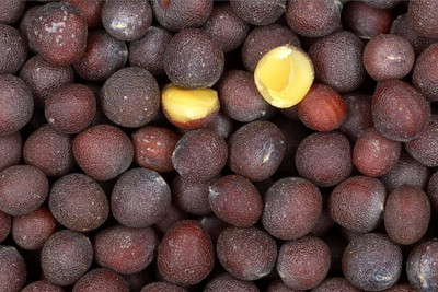 VibeX ® VLR-322 Florida Broadleaf Mustard Brassica Juncea Seed(500 per packet)