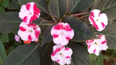 VibeX NBIR-59 - CHINESE BALSAM-PLANT IMPATIENS WALLERIANA - (30 Seeds) Seed(30 per packet)