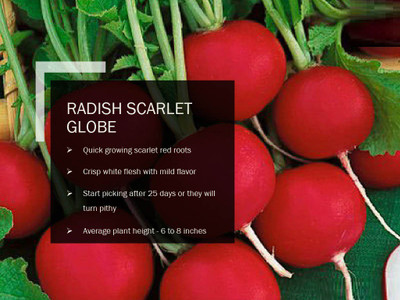 CYBEXIS RADISH SCARLET GLOBE SEEDS(1000 Seeds) Seed(1000 per packet)