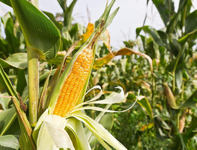 WILLVINE KGF -II Early Sunglow Sweet Yellow Corn-[500g] Seed(2000 per packet)