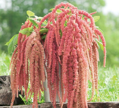Lorvox Amaranthus Burgundy Red/ Dark Green Flower Seed(22 per packet)