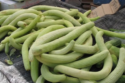 CYBEXIS XL-63 - Hybrid F1 Long Melon - (1350 Seeds) Seed(1350 per packet)