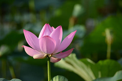 Nak lotus,kamal gatta Seed(15 per packet)