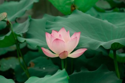 classic green earth lotus,kamal seeds Seed(10 per packet)