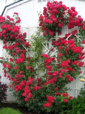 MAA Rose, Flower seeds Seed(13 per packet)