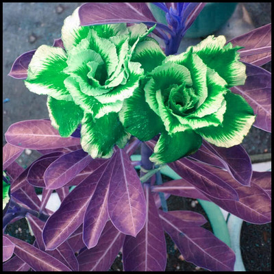 Qualtivate VVI-484 Mixed Type Adenium Obesum Desert Rose Seed(30 per packet)