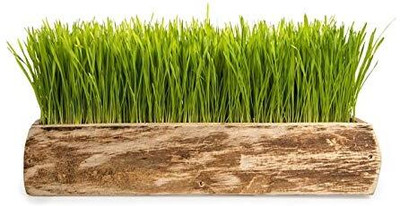 Aywal Wheat Seed(7000 per packet)