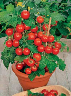 DIVINE TOMATO , TAMATAR Seed(20 per packet)