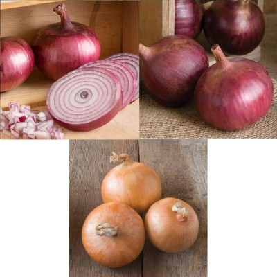 Qualtivate GBPT-7A Onion Intermediate-Day(Multi)3 Varieties Seed(500 per packet)