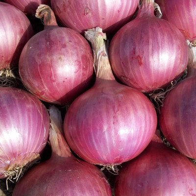 Biosnyg High Germination Red Burgundy Onion Seeds for Terrace Gardening-(750 Seeds) Seed(750 per packet)