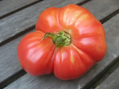 CYBEXIS German Johnson Tomatoes2000 Seeds Seed(2000 per packet)