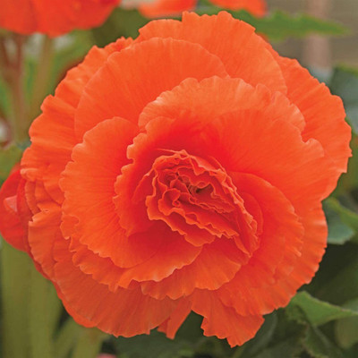 CYBEXIS VVI-55 - Orange Begonia - (30 Seeds) Seed(30 per packet)