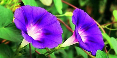 CYBEXIS Morning Glory Flower Seeds Mixed Colors F1 Hybrid Seed(1 g)